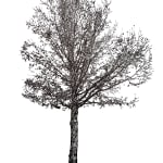 Tree 9