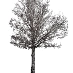Tree 9