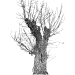 Tree 23