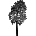Tree 21