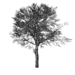 Tree 13