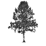 Tree 4