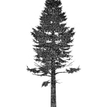 Tree 54