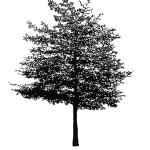 Eamon O'Kane, 100 Trees, 2020-21