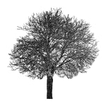 Tree 25