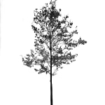 Tree 51