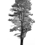 Tree 5