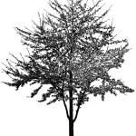 Tree 61