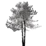 Tree 1