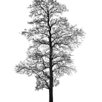 Tree 20