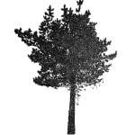 Tree 35