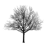 Tree 42