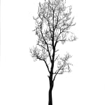 Tree 47