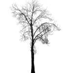 Tree 3
