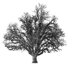 Tree 14