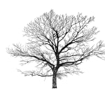 Eamon O'Kane, 100 Trees, 2020-24