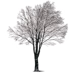 Tree 7