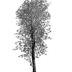 Tree 6