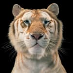 Tim Flach, Mask - Head Protector, 2008