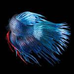 Tim Flach, Mask - Head Protector, 2008