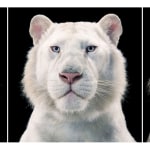 Tim Flach, Mask - Head Protector, 2008