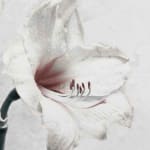 Vee Speers, Botanica #9 (Eustoma Grandiflorum), 2016