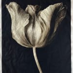 Jan C. Schlegel, Tulip #4, 2023