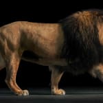 Tim Flach, Lion Walking, 2024