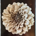Jan C. Schlegel, Plate #7, 2025