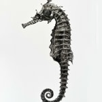 Jan C. Schlegel, Hippocampus Barbouri (Female, dry), 2018