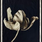 Jan C. Schlegel, Tulip #3, 2023
