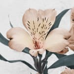 Vee Speers, Botanica #30 (Alstroemeria), 2016