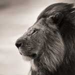 Joachim Schmeisser, Patience, 2022