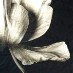 Jan C. Schlegel, Tulip #6, 2023