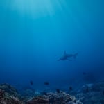 Dean West & Nathan Sawaya, Reef Shark, 2019