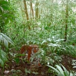 Dean West & Nathan Sawaya, Malayan Tiger, 2019