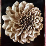 Jan C. Schlegel, Plate #7, 2025