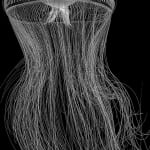 Jan C. Schlegel, Crystal Jellyfish (Aequorea Forskalea), 2023