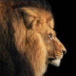 Tim Flach, Lion Walking, 2024