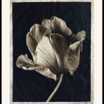 Jan C. Schlegel, Tulip #5, 2023
