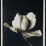 Jan C. Schlegel, Tulip #6, 2023