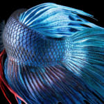 Tim Flach, Mask - Head Protector, 2008