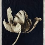 Jan C. Schlegel, Tulip #3, 2023