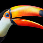 Tim Flach, Wood Duck, 2021