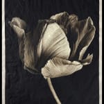 Jan C. Schlegel, Tulip #1, 2023