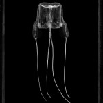 Jan C. Schlegel, Box Jellyfish #2, (Carybdea Branchi), Cape Town, 2023