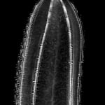 Jan C. Schlegel, Pacific Sea Nettle #2 (Chrysaora Fuscescens), 2023
