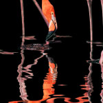 Tim Flach, Flamingo Reflections, 2021