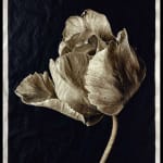 Jan C. Schlegel, Tulip #2, 2023