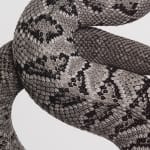 Jan C. Schlegel, Crotalus culminatus (Rattle Snake), 2020